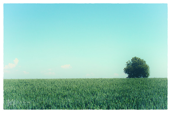 Minimal Nature IV