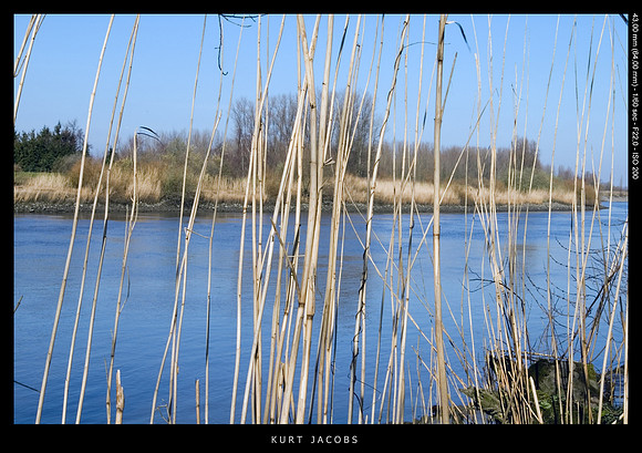 Riet (Schelde, Vlassenbroek)